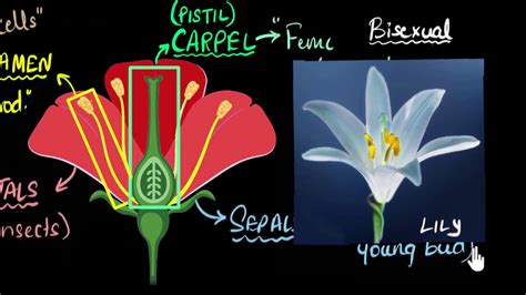 bisexual flower meaning in hindi|plants which bear unisexual flowers are.